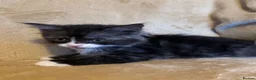 Ragcoon cats for sale: Beautiful Ragcoons - Advert 10