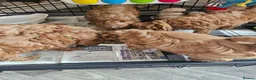 Cavapoo dogs for sale: 5* Cavapoo Puppies - Advert 11