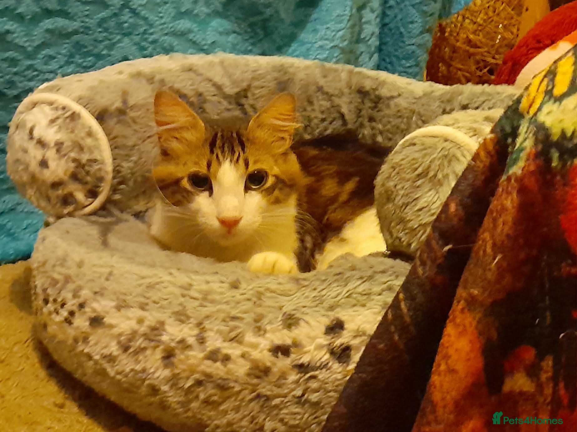 Mixed Breed cats King Tut is looking for cuddles - Advert 1