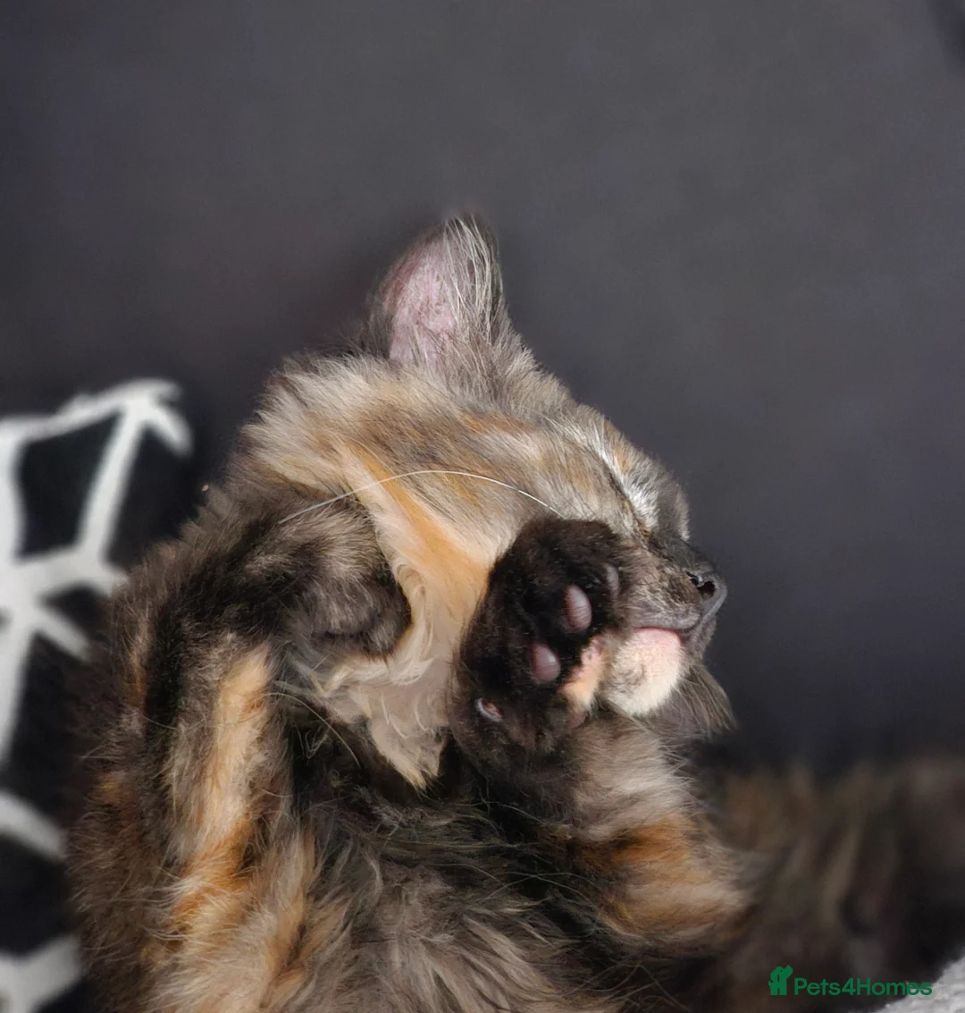 Maine Coon cats for sale: NALA  - Advert 2