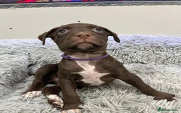 American Bull Staffy dogs for sale: Staffy Bull Puppies - Advert 35