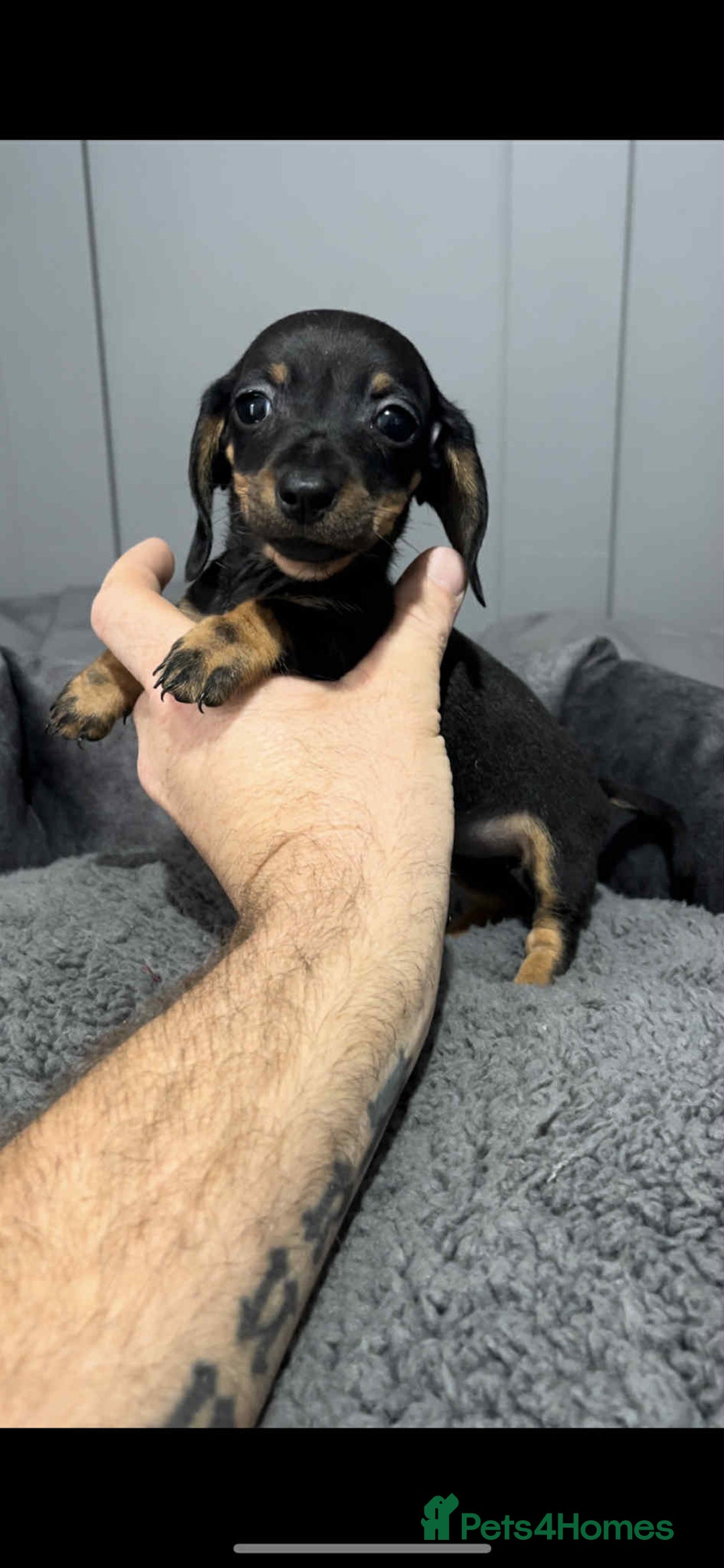 Miniature Dachshund dogs for sale: Miniature dachshund puppies   - Image 5