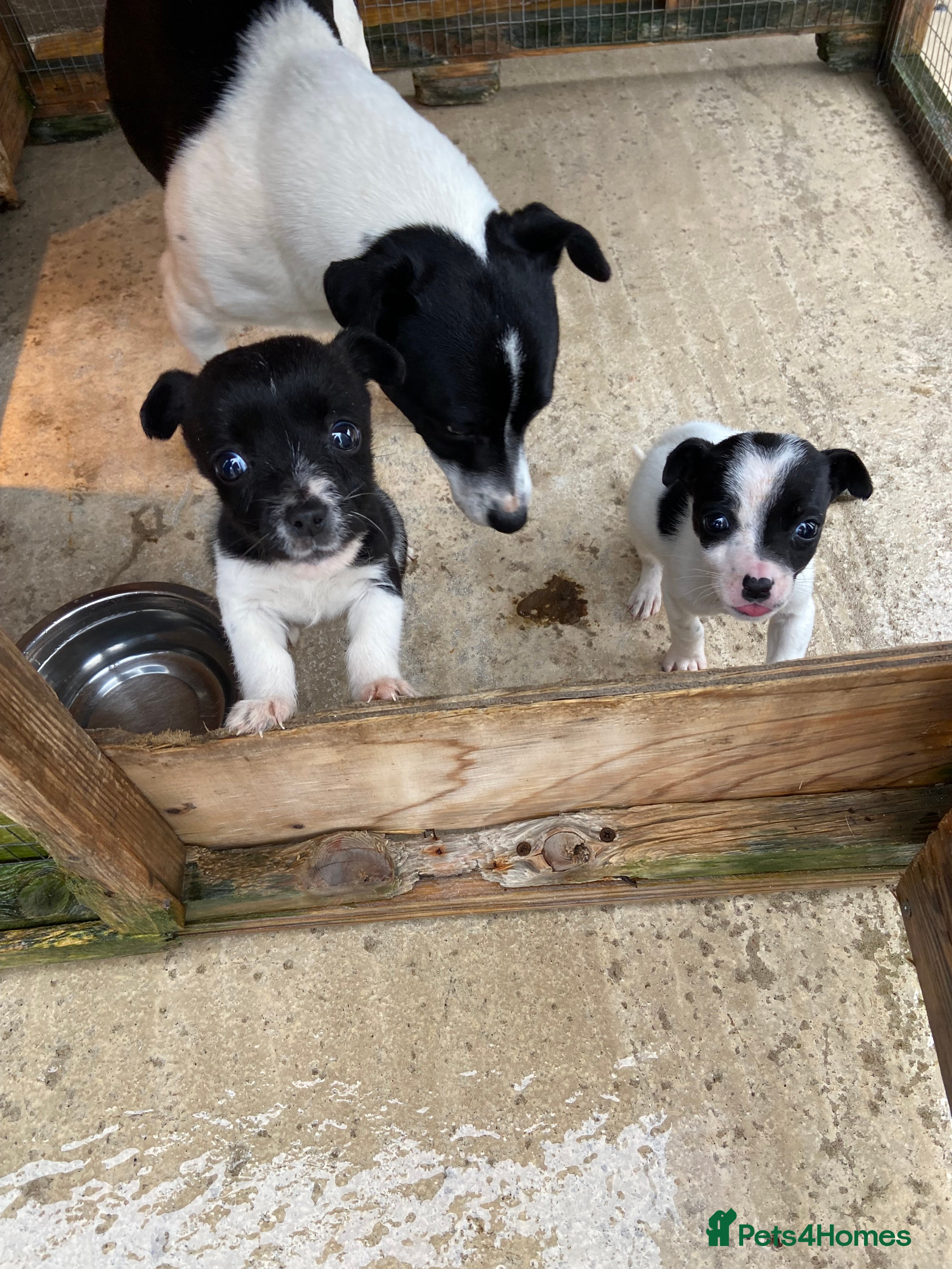 Jack Russell dogs Jack Russell  - Advert 1