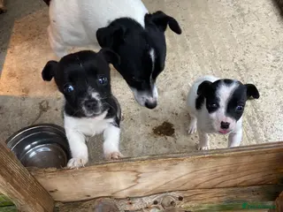 Jack Russell dogs Jack Russell - Advert 1