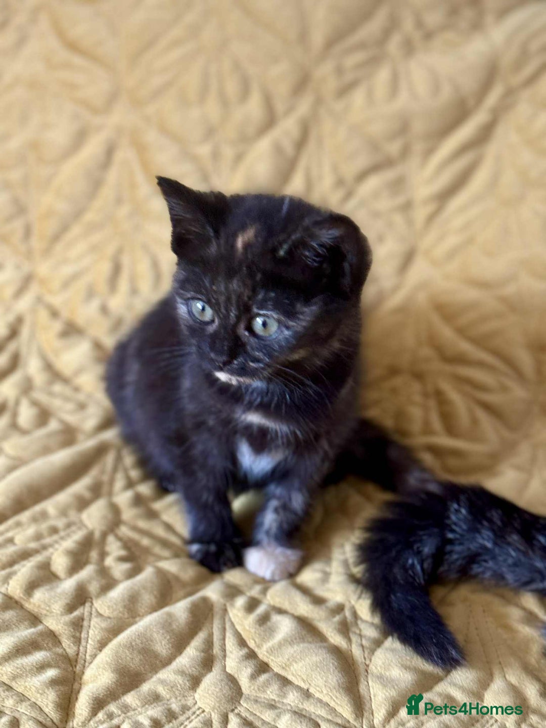 British Shorthair cats for sale: Pure British Shorthair Girls Ready Now! - Image 21