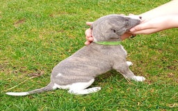 Whippet dogs for sale: Quality KC reg Whippet Puppies - Image 6