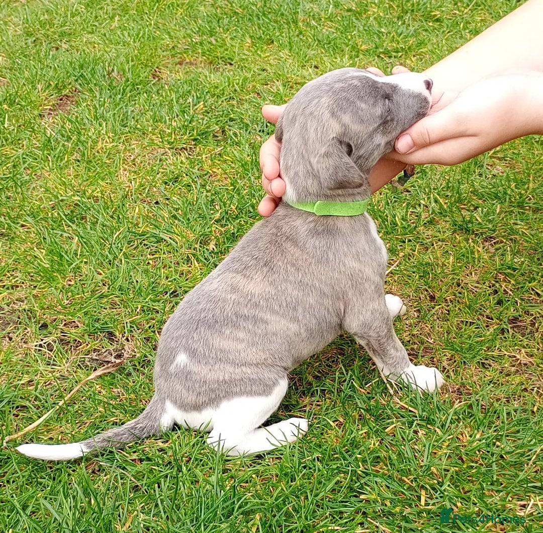 Whippet dogs for sale: Quality KC reg Whippet Puppies - Image 6