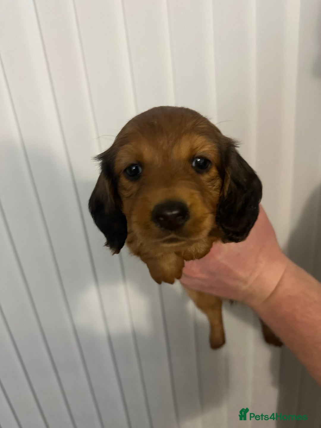 Miniature Dachshund dogs for sale: Miniature dachshunds  - Advert 5