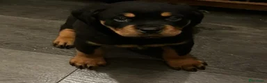 Rottweiler Puppy 1