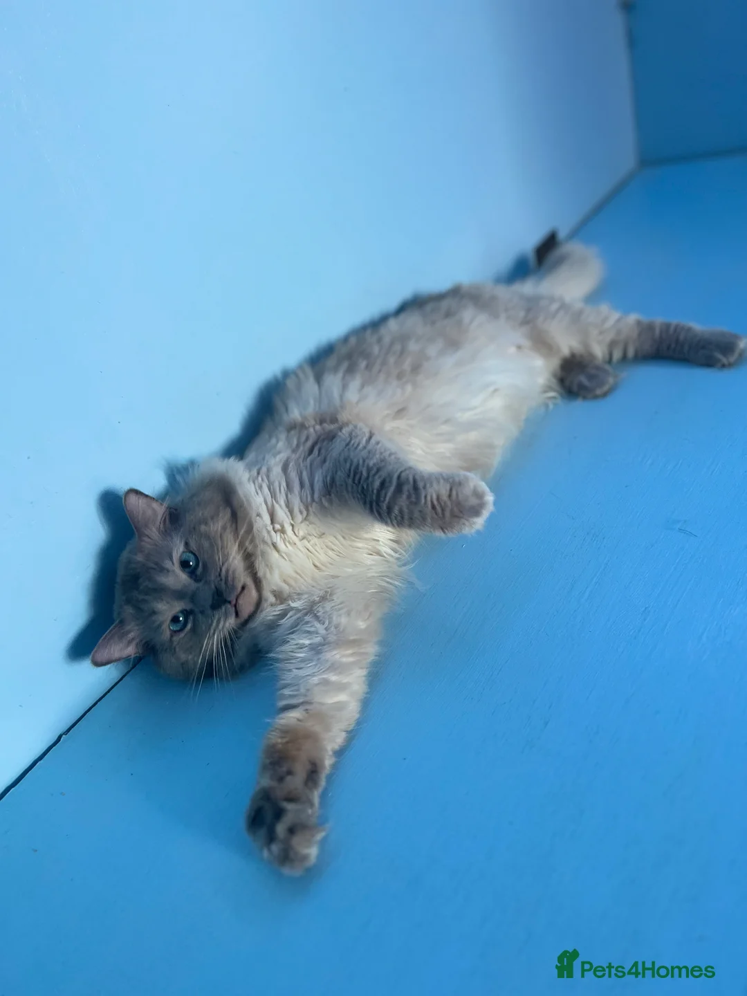 Ragdoll cats for stud: GCCF registered Ragdoll stud in Stoke-on-Trent - Advert 11