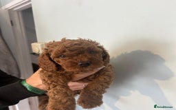 Cavapoo dogs for sale: Stunning F1B Cavapoo puppies  - Image 18