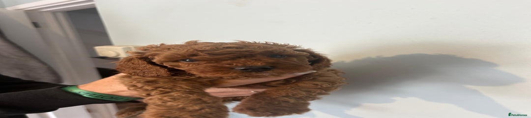 Cavapoo Puppy 8