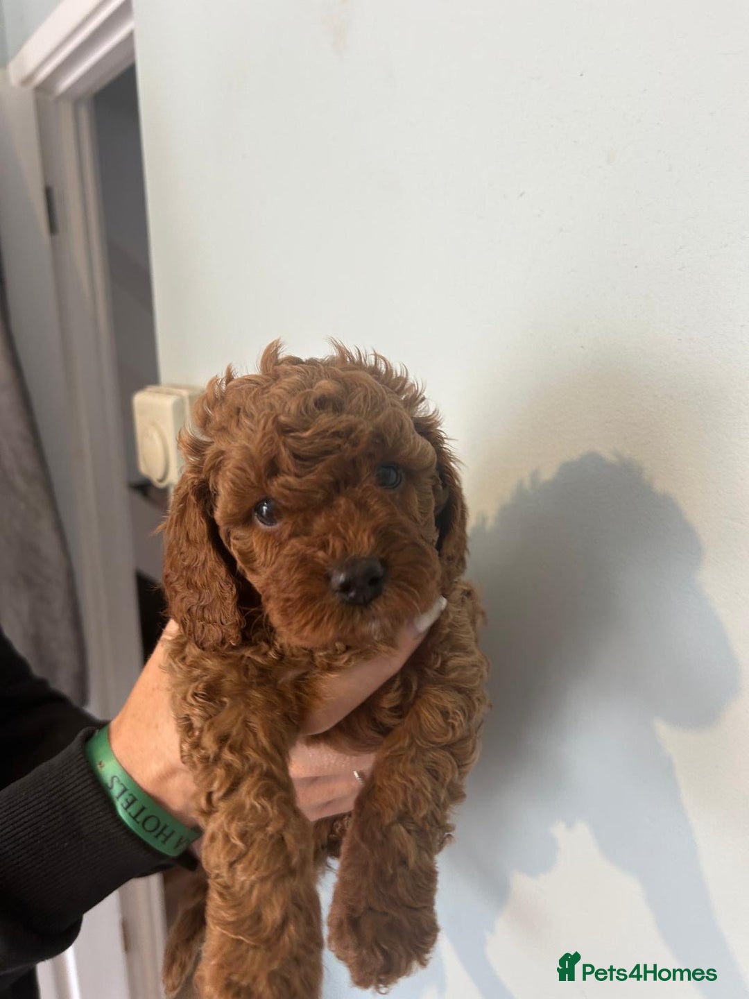 Cavapoo dogs for sale: Stunning F1B Cavapoo puppies  - Image 18