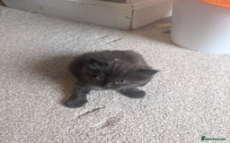 Maine Coon cats for sale: Kittens for sale - Image 17