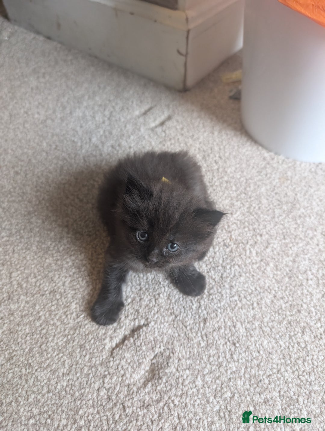 Maine Coon cats for sale: Kittens for sale - Image 17