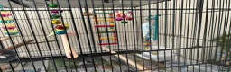 Budgerigars birds for sale: 2x budgies  in Broadway - Advert 3