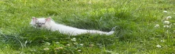 Ragdoll cats for sale: Ragdoll kittens 2 girls 1 boy - Advert 26