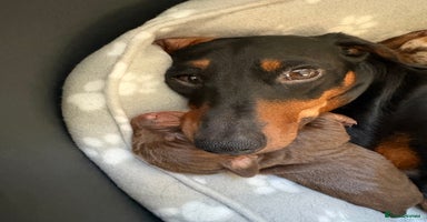 Miniature Dachshund dogs - Advert 1