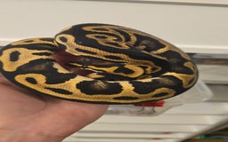Python Snake reptiles for sale: Stunning snakes available - Image 18