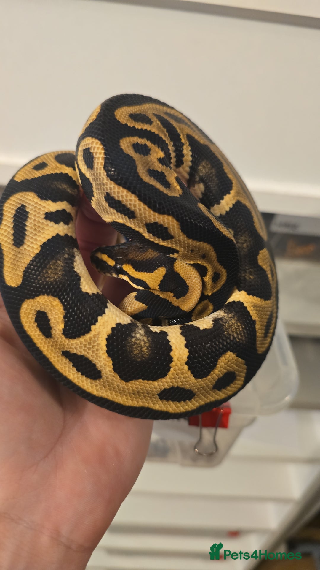 Python Snake reptiles for sale: Stunning snakes available - Image 18