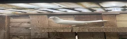 Pigeons birds for sale: WHITE RACING PIGEON  - Advert 13