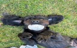 Mixed Breed dogs for sale: Cockapoochon puppies - Image 8