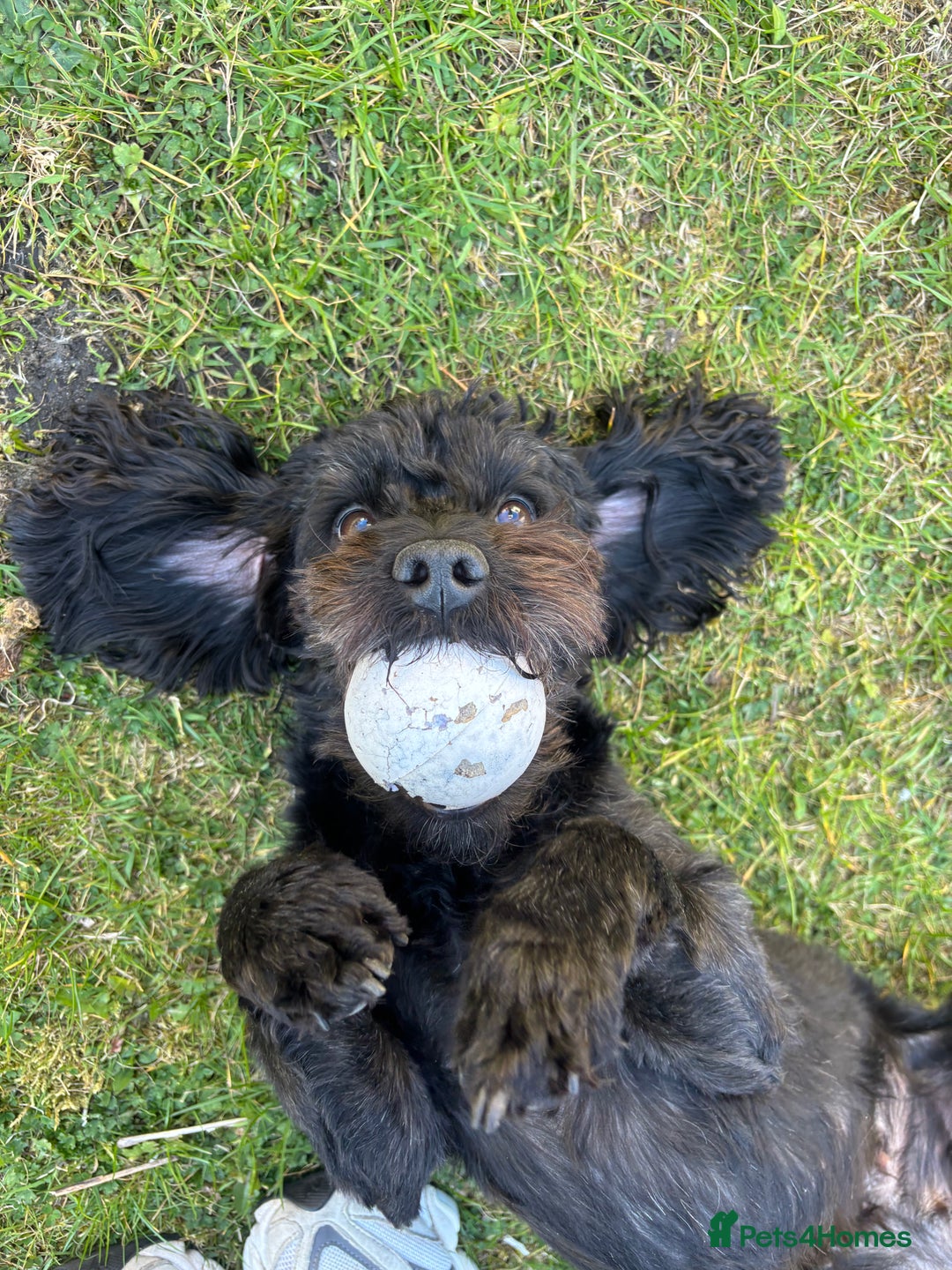 Mixed Breed dogs for sale: Cockapoochon puppies - Image 8