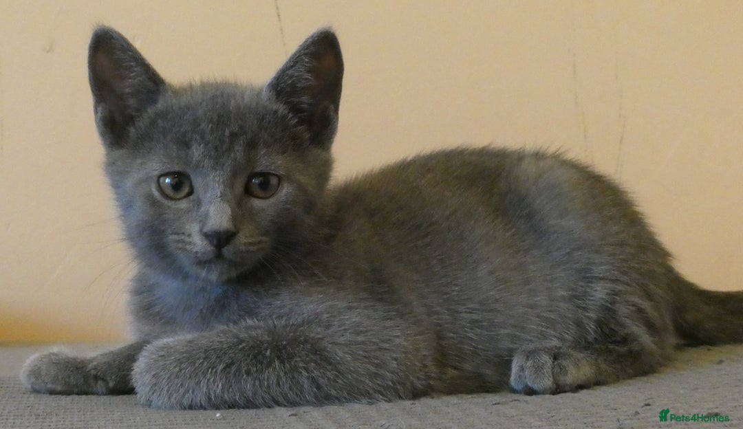Russian Blue cats for sale: Pure Russian Blue kitten GIRL - Image 11