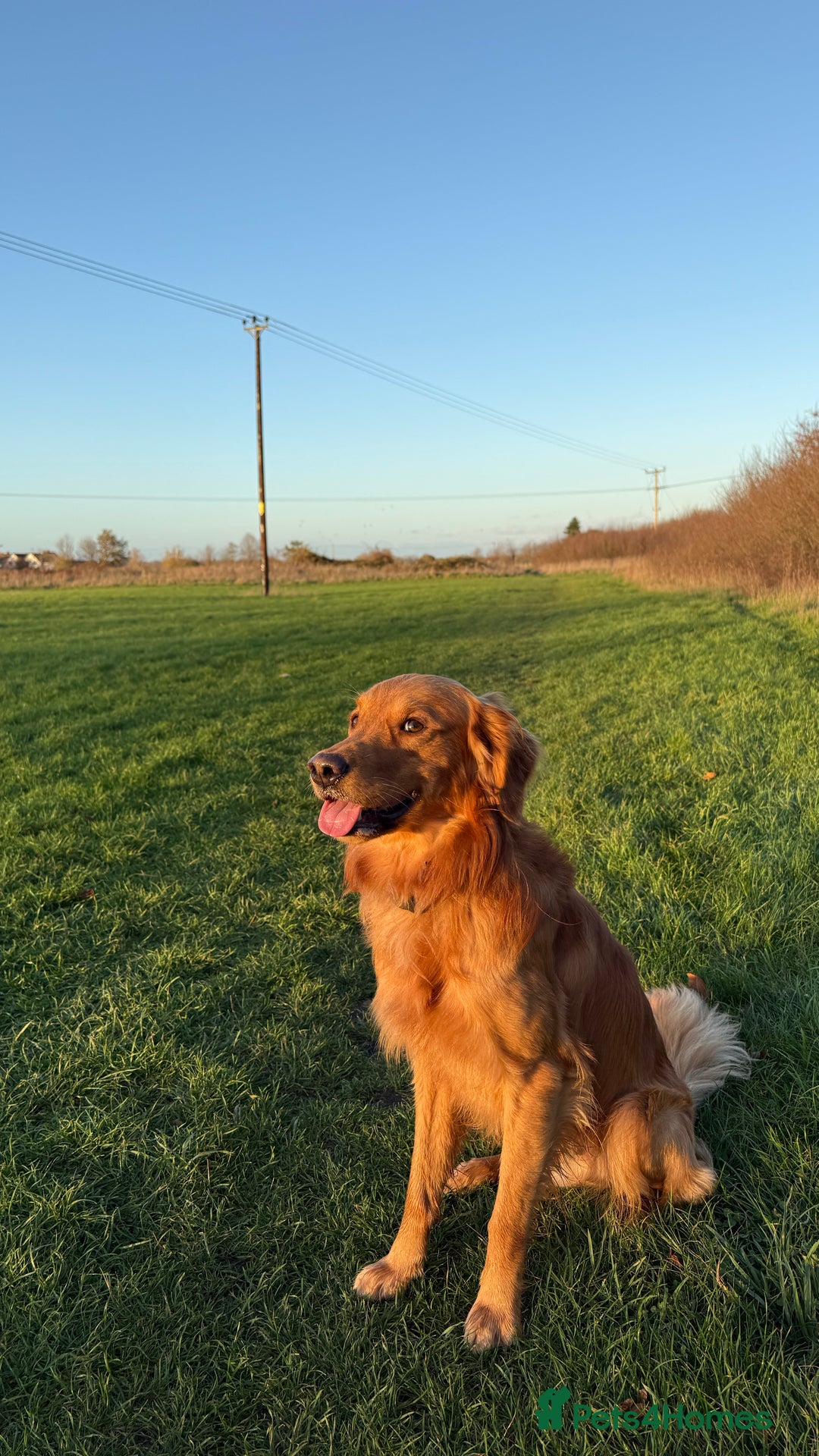 Golden Retriever dogs for stud: Dark red Golden retriever stud - Advert 2