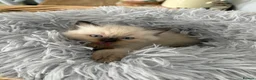 Ragdoll cats for sale: Beautiful Ragdoll Kittens – Health Tested Parents. - Advert 2