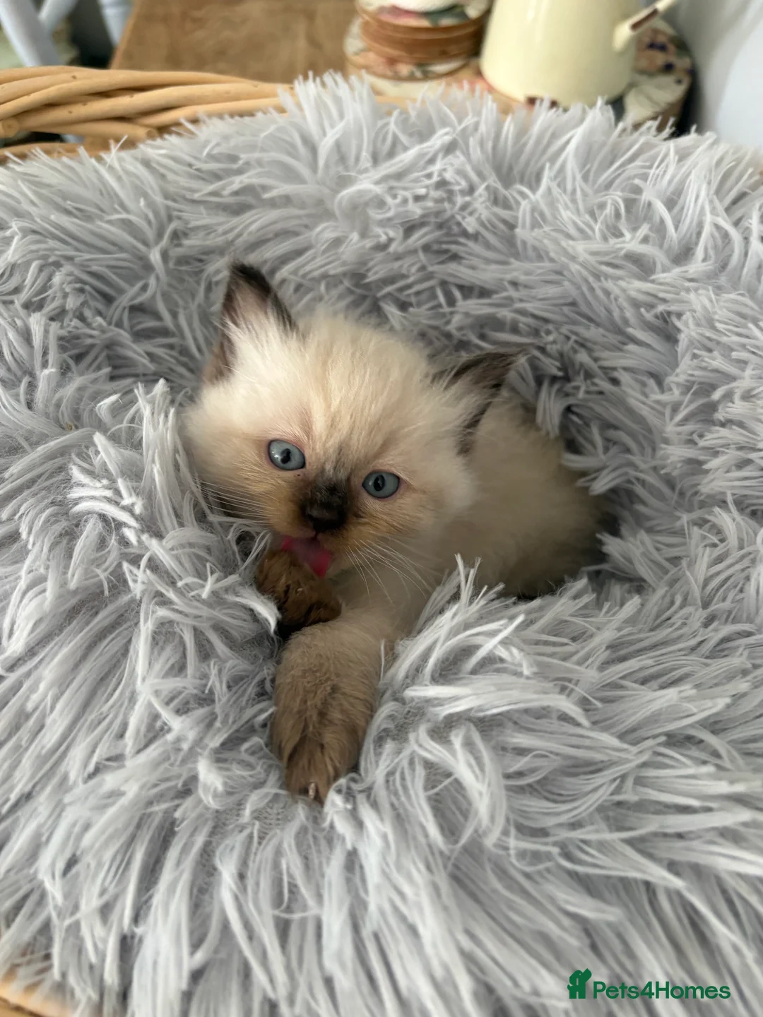 Ragdoll cats for sale: Beautiful Ragdoll Kittens – Health Tested Parents. - Advert 2