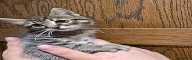 Tabby Boy 