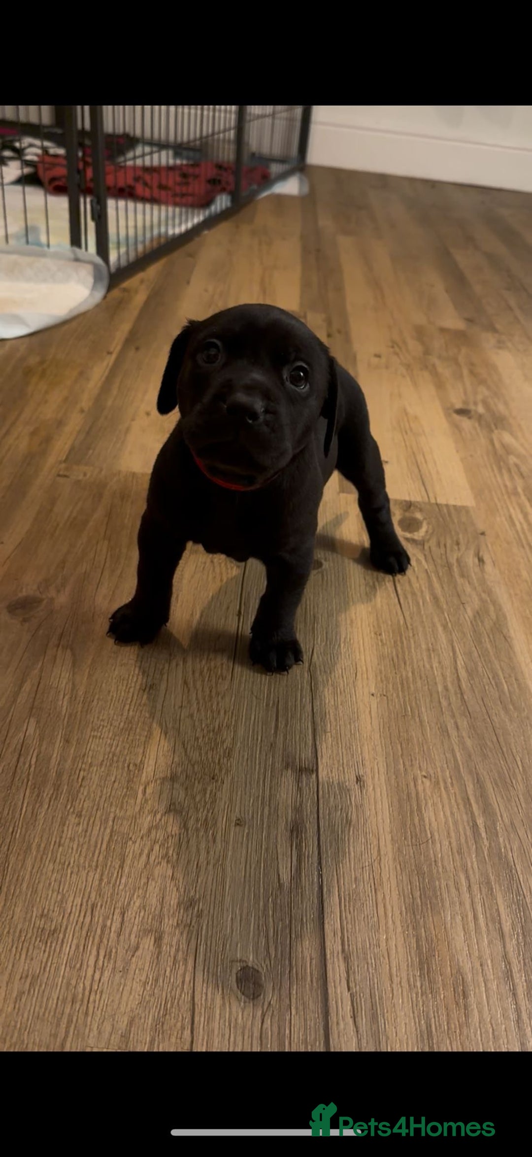 Mixed Breed dogs for sale: Beautiful Labrador cross puppies🐶 - Image 11