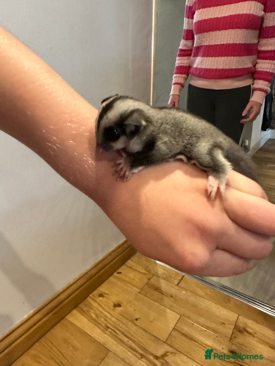 Sugar Glider rodents for sale: Baby gliders ready now  - Advert 11