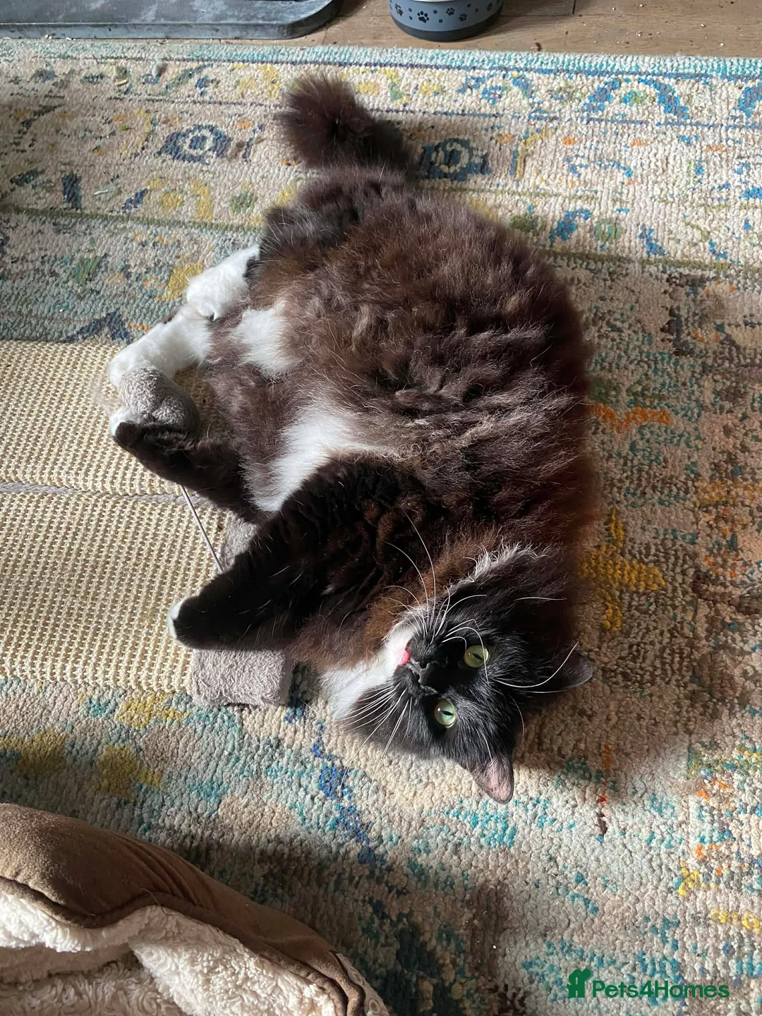 Mixed Breed cats for adoption: Beautiful floofy girl looking for the perfect home - Advert 1