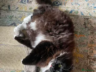 Mixed Breed cats Beautiful floofy girl looking for the perfect home - Advert 1