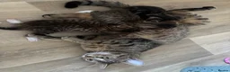 Mixed Breed cats for sale: Beautiful kittens  in Ipswich - Advert 18