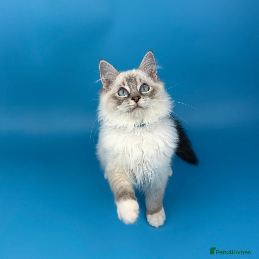 Ragdoll cats for sale: 💙 STUNNING GCCF GRCH SIRED RAGDOLL KITTENS 💙 - Advert 33