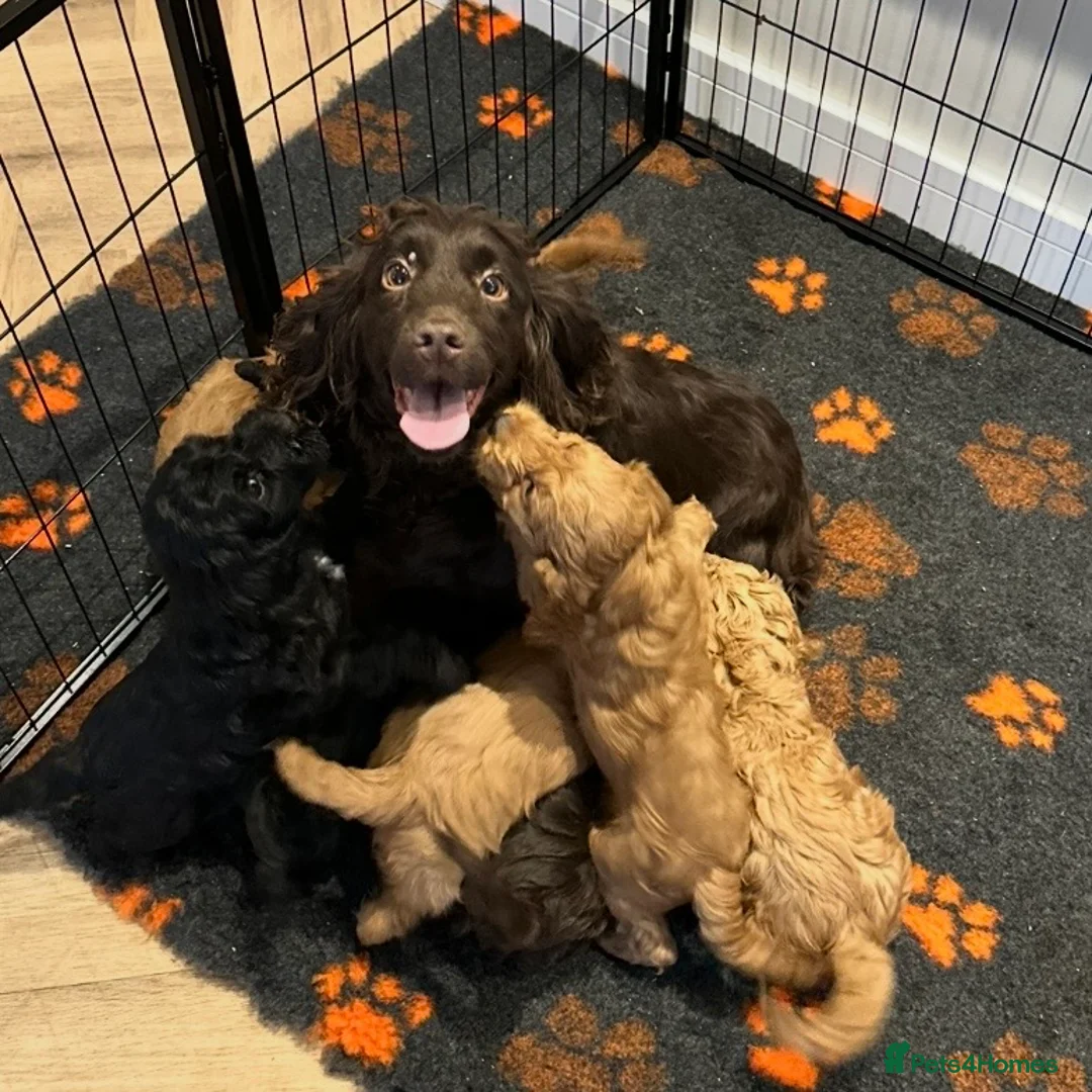 Cockapoo dogs for sale: F1 COCKAPOO PUPPIES - Advert 11