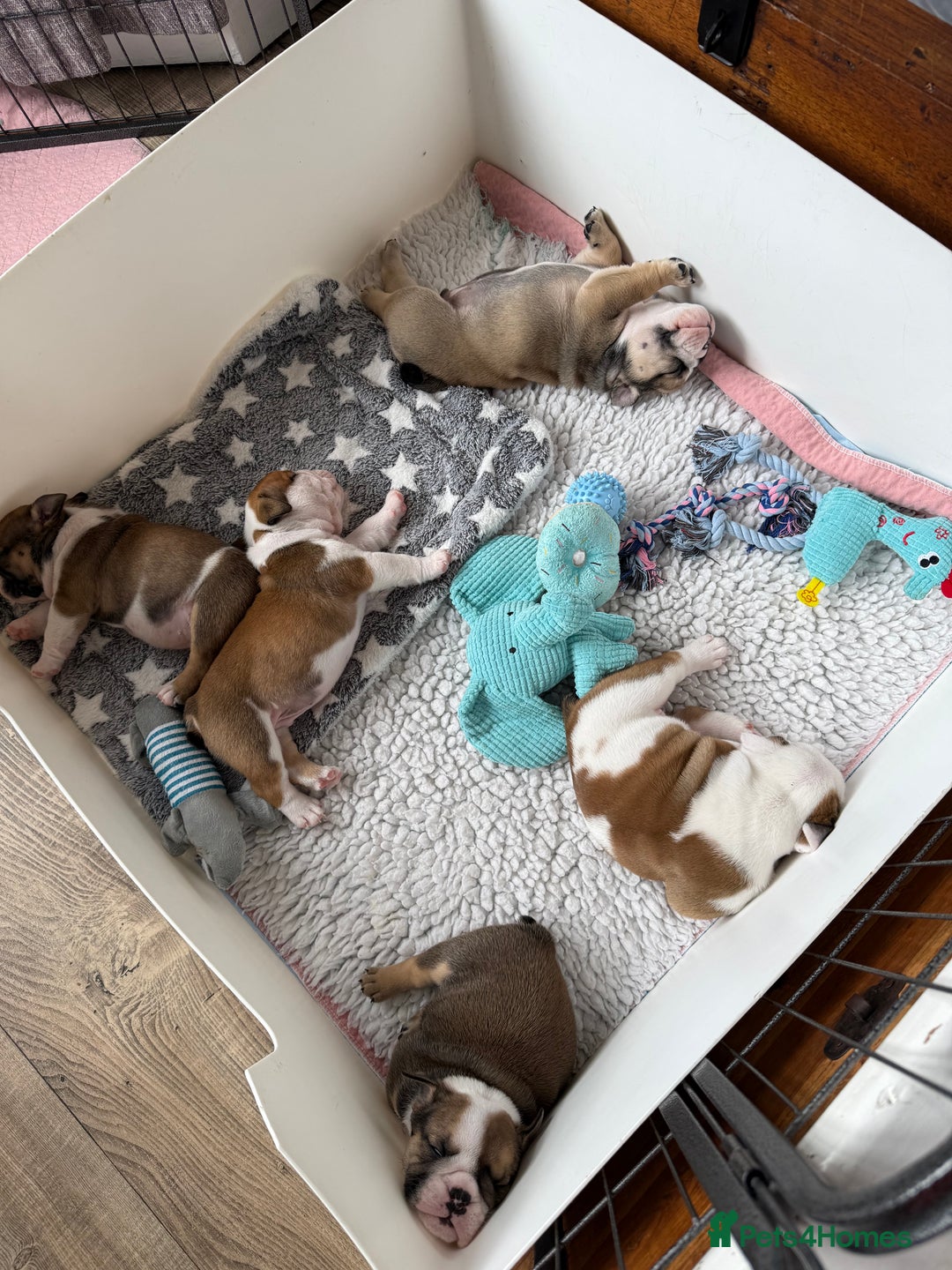English Bulldog dogs for sale: KC Reg English Bulldog Pups - Image 17