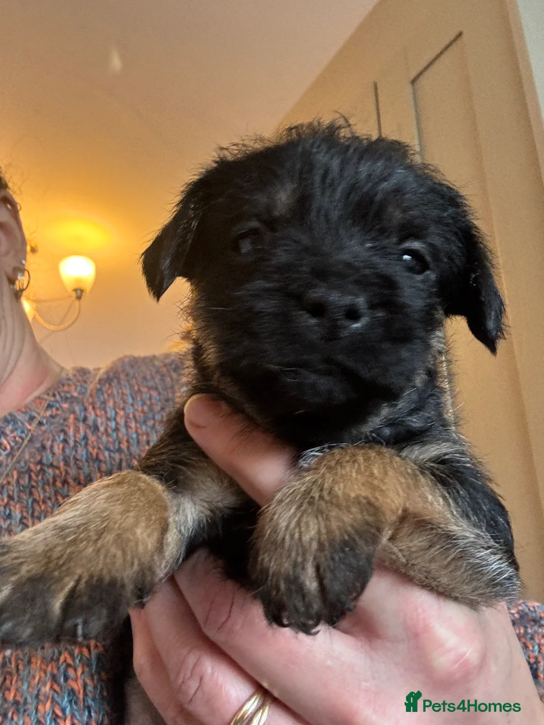 Border Terrier dogs for sale: KC Border Terrier Pups - Advert 1