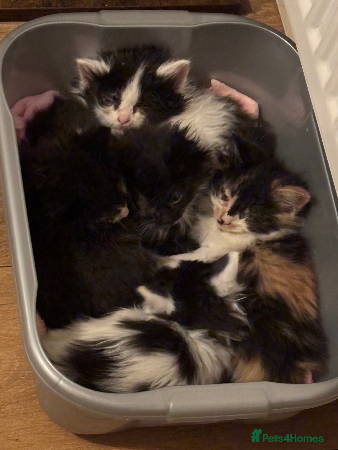 Mixed Breed cats for sale: Five semi long haired kittens available now - Advert 4