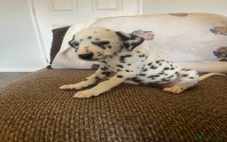 Dalmatian dogs for sale: Gorgeous Dalmatian Puppies - Image 6