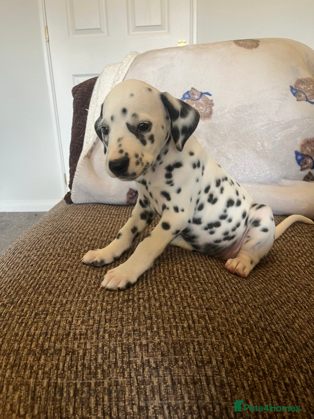 Dalmatian dogs for sale: Gorgeous Dalmatian Puppies - Image 6