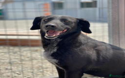 Labrador Retriever dogs for adoption: Cindy - over 2000 days in rescue - Image 8