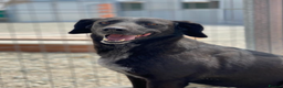 Labrador Retriever dogs for adoption: Cindy - over 2000 days in rescue - Advert 8