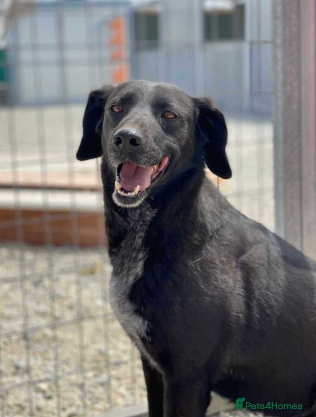 Labrador Retriever dogs for adoption: Cindy - over 2000 days in rescue - Image 8