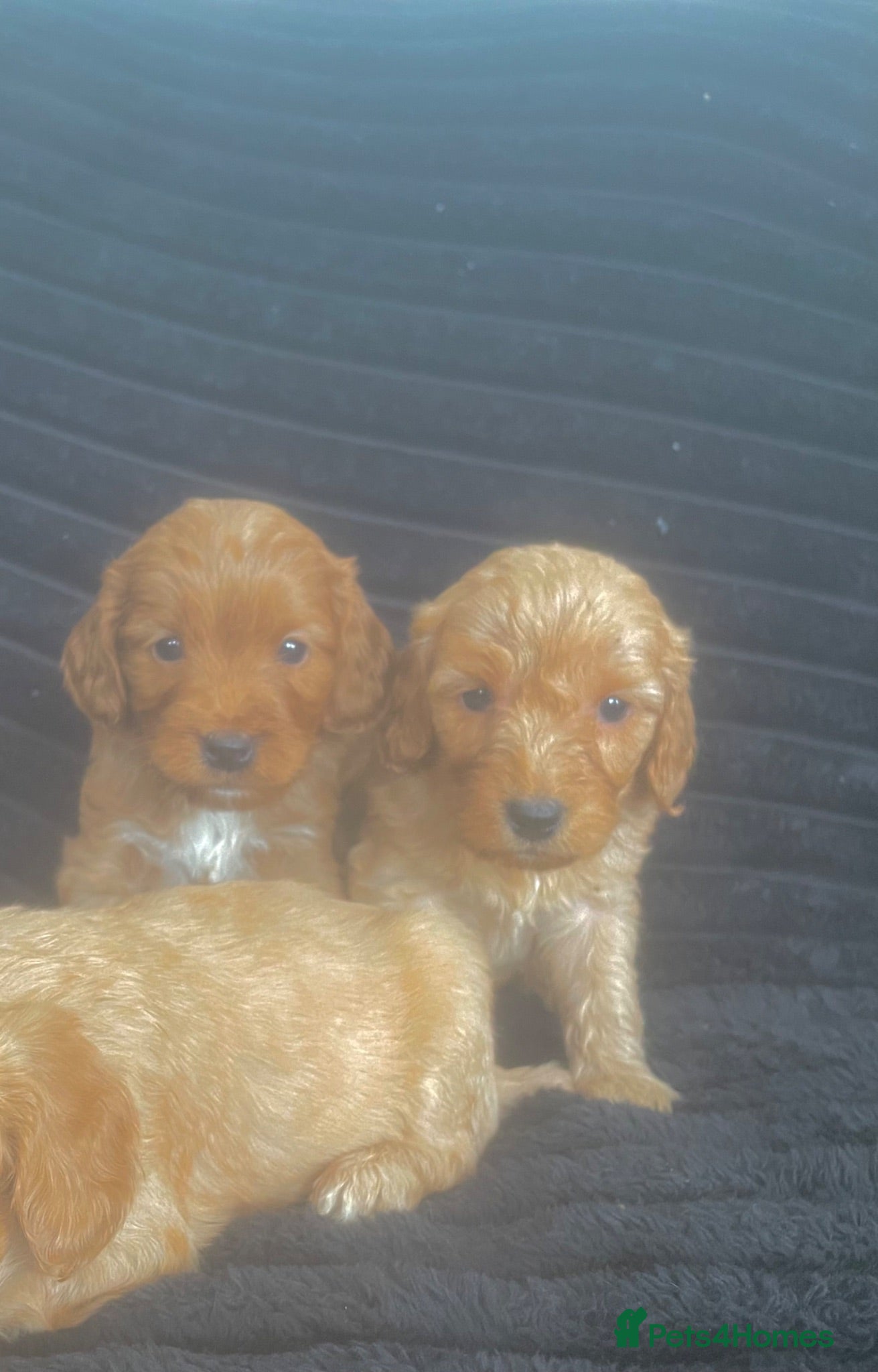 Cockapoo dogs Stunning Fox Red cockerpoos - Advert 1