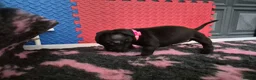 Staffordshire Bull Terrier dogs for sale: Staffordshire bull terrier pups in Leeds - Advert 11