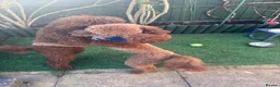 Miniature Poodle dogs for stud: Teddy  - Advert 21